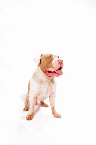 Veduta Verticale American Pit Bull Terrier Seduto Davanti Uno Sfondo — Foto Stock