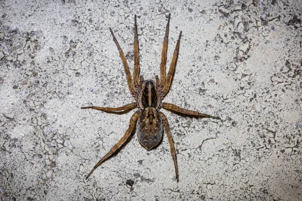 Detailní Záběr Hnědého Velkého Pavouka Plazícího Skalním Povrchu — Stock fotografie