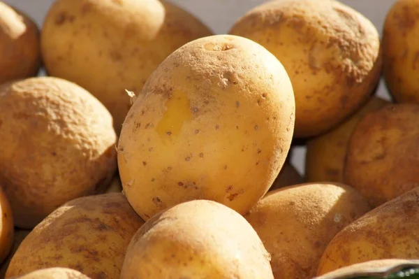 Uma Pilha Batatas Recém Colhidas Dia Ensolarado Outono — Fotografia de Stock