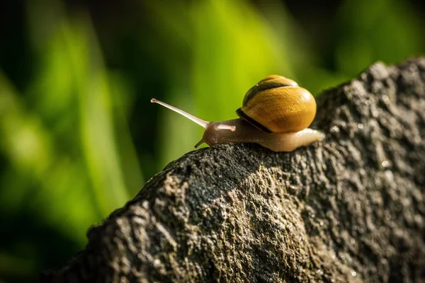 一只蜗牛在岩石上的特写 — 图库照片