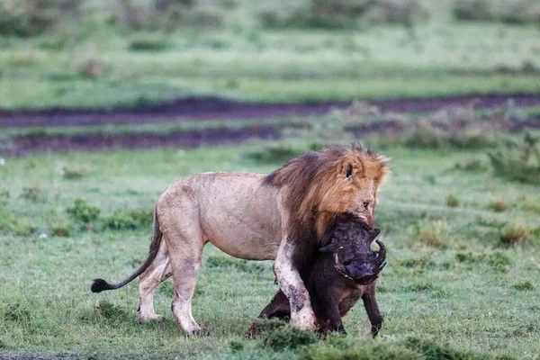 Primer Plano León Macho Arrastrando Una Matanza Jabalíes Masai Mara — Foto de Stock