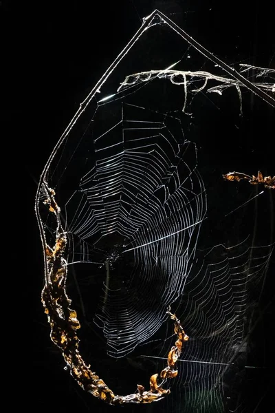 Closeup Spider Web Black Background — Stock Photo, Image