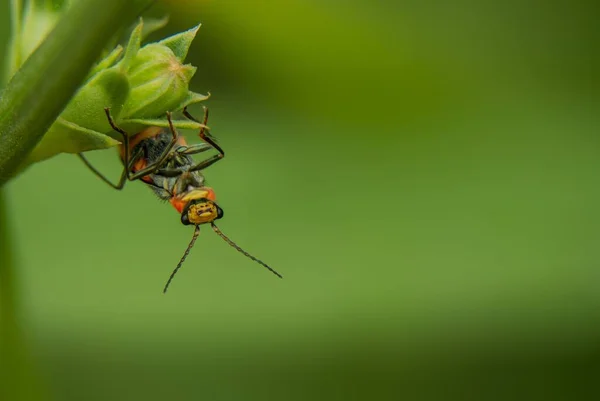 一只红色士兵甲虫在植物上的特写镜头 — 图库照片