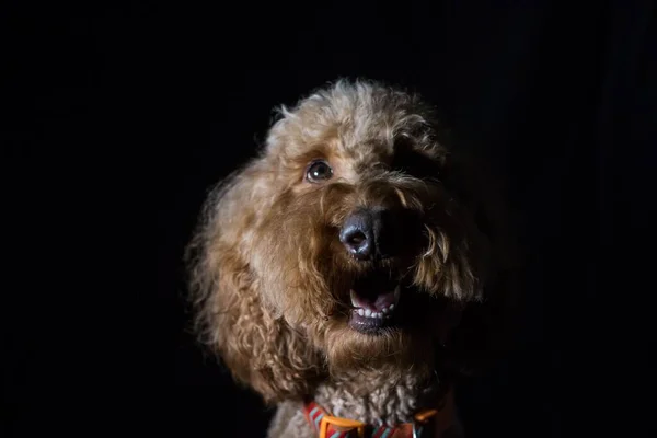 Kabarık Labradoodle Köpeğinin Yakın Plan Portresi Siyah Arka Planda Kameraya — Stok fotoğraf