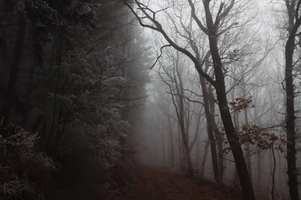 在多雾的天气里 环绕着树木穿过森林的远足小径的风景 — 图库照片