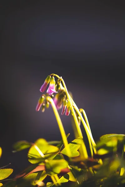 Вертикальний Знімок Ніжних Квітів Корідаліса Зеленим Листям Розмитому Сонячному Фоні — стокове фото