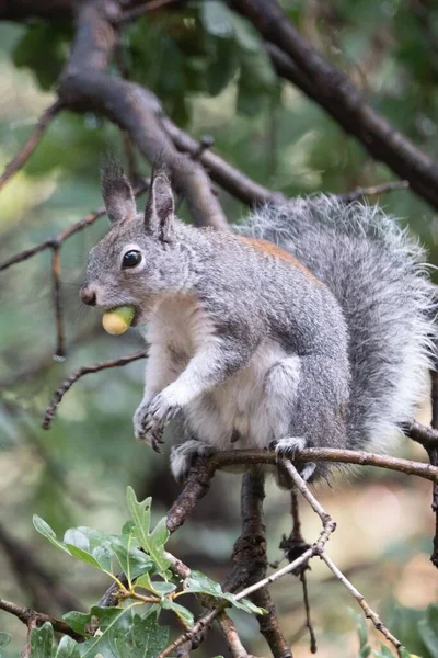 Eine Schöne Aufnahme Eines Niedlichen Grauhörnchens Auf Einem Baum — Stockfoto