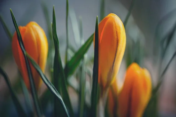 Eine Nahaufnahme Blühender Lila Orangefarbener Blumen Auf Einem Feld — Stockfoto