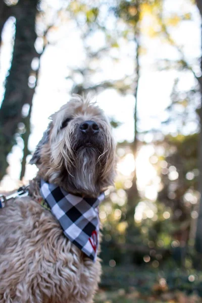 Vertical portrait of Soft-coated Wheaten Terrier dog in checkered bandana walking in the park on sunny day