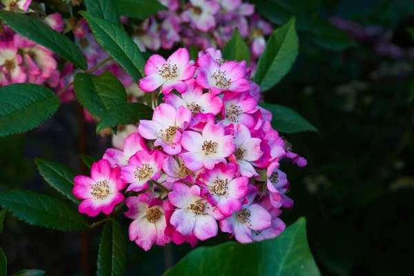 Eine Nahaufnahme Von Rosa Rosenmozarteblumen Die Einem Garten Blühen — Stockfoto