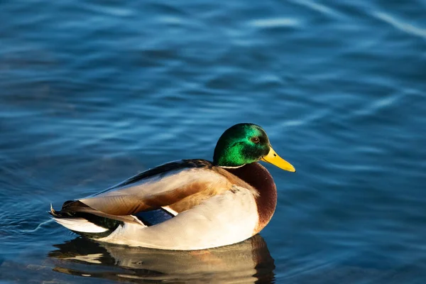 一只野鸭在池塘里游泳 — 图库照片