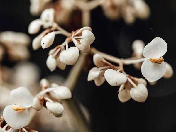 Una Seppia Delicati Fiori Begonia Bowerae Sullo Sfondo Sfocato — Foto Stock