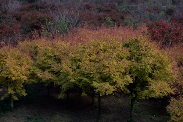 Dron Wgl Piêknej Scenerii Zielonych Owych Drzew Lesie Dnia — Zdjęcie stockowe
