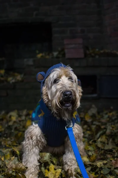 A vertical shot of a Wheaten Terrier dog in a cute costume sitting on the ground