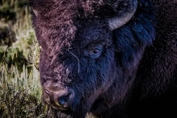 Nahaufnahme Eines Amerikanischen Bisons Wald Einem Sonnigen Tag — Stockfoto