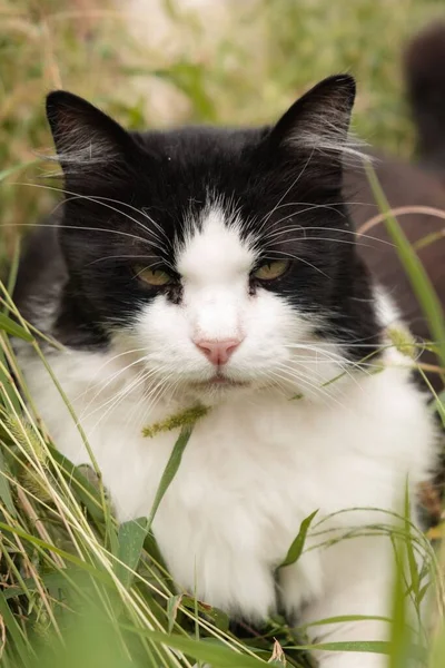 Egy Fekete Fehér Macska Függőleges Közelsége Gyönyörű Arccal Fűmező Közepén — Stock Fotó