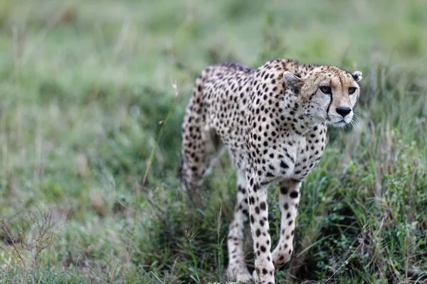 在肯尼亚马赛马拉的草丛中散步的一只雌性猎豹的特写镜头 — 图库照片