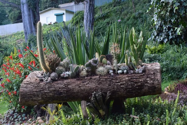 stock image A decorative log with different types of cacti in the garden.