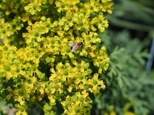 Ein Insekt Hockt Auf Einer Raute Die Garten Wächst — Stockfoto