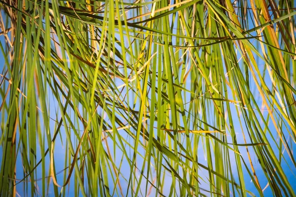 在蓝天下拍了一张绿色棕榈枝的特写照片 — 图库照片