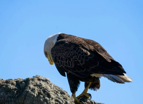 A bald eagle perching on rock