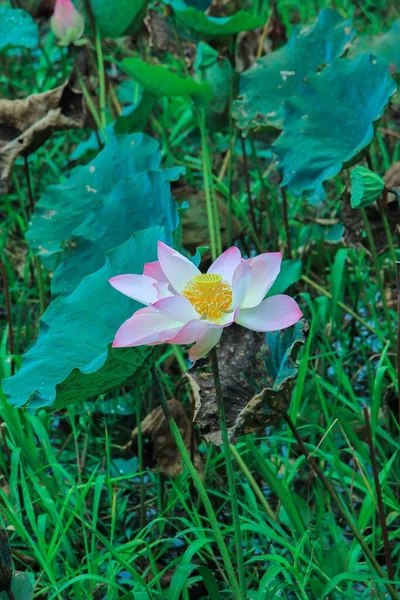 Vertical Shot Pink Nut Bearing Lotus Nelumbo Nucifera Flowers Covered — Stock Photo, Image