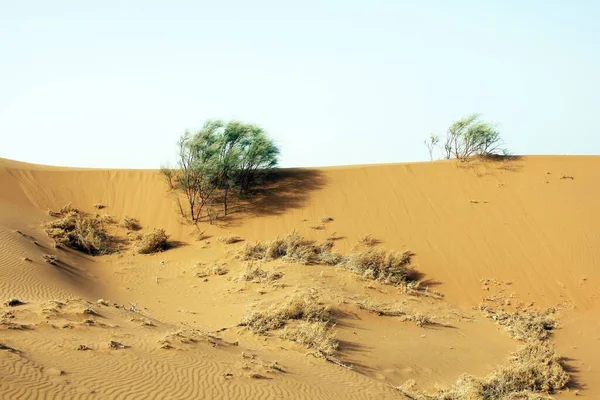 사막의 — 스톡 사진