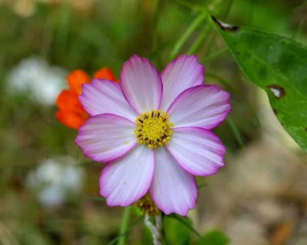 Een Macro Shot Van Een Witte Roze Gekleurde Wilde Bloem — Stockfoto