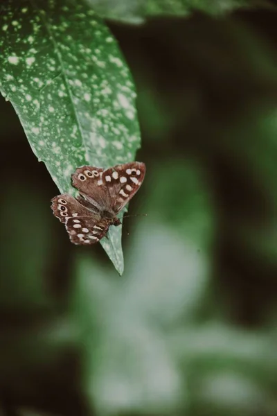 Bahçedeki Bir Yaprağın Üzerindeki Kelebeğin Dikey Görüntüsü — Stok fotoğraf