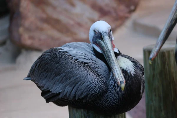Closeup Shot Pelican Perched Wooden Pillar — Stock Photo, Image
