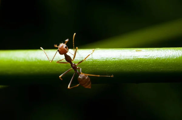 Makro Ujęcie Brązowej Mrówki Czołgającej Się Zielonej Roślinie — Zdjęcie stockowe
