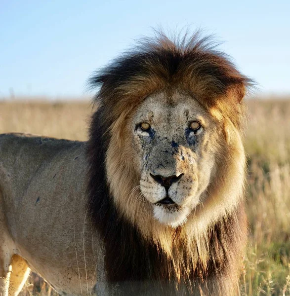 在斑马山国家公园看到的狮子的美丽景色 — 图库照片