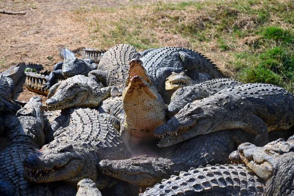 Вид Крокодилов Борющихся Куски Мяса Друг Против Друга — стоковое фото