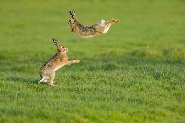 Açık Bir Alanda Zıplayan Iki Tavşan Manzaralı Bir Manzara — Stok fotoğraf