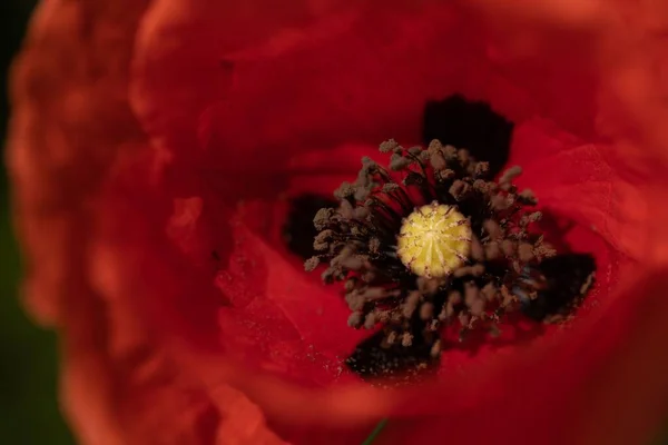 Tiro Macro Uma Flor Papoula Vermelha Suas Pétalas Suaves Fundo — Fotografia de Stock