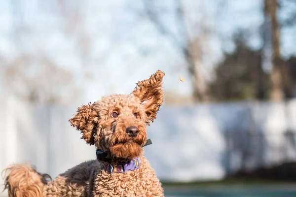 Retrato Cerca Labradoodle Perro Captura Convite Parque Día Soleado Sobre —  Fotos de Stock