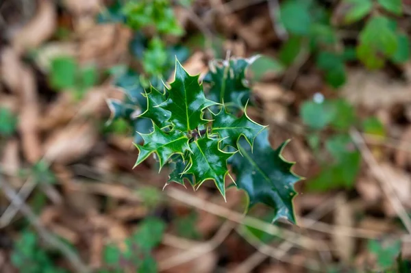 Top Macro View Common Holly Plant Green Leaves — Stock Photo, Image