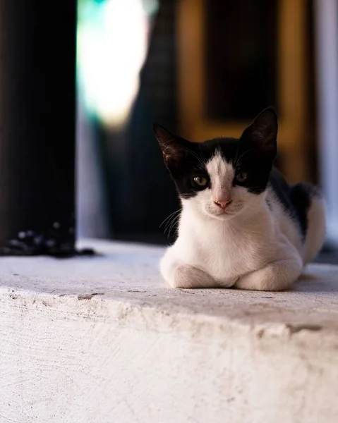 Вертикальный Снимок Черно Белой Очаровательной Кошки Лежащей Каменном Выступе — стоковое фото