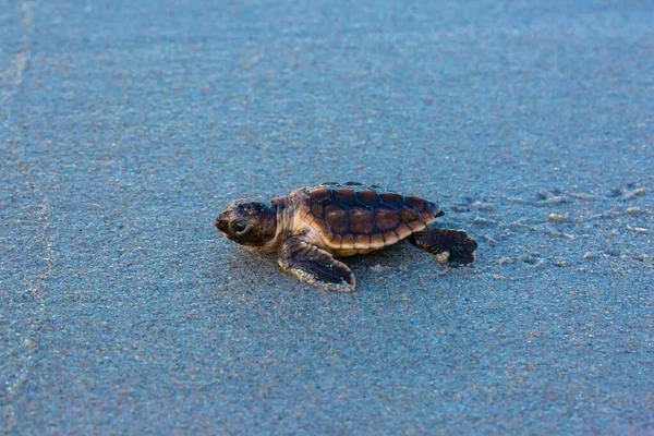 Een Close Uitzicht Een Kleine Moderne Zeeschildpad Lopen Een Zand — Stockfoto