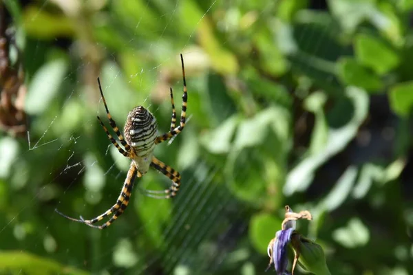 在阳光下的田野里 一个带条纹的花园蜘蛛在网上的特写 背景模糊不清 — 图库照片