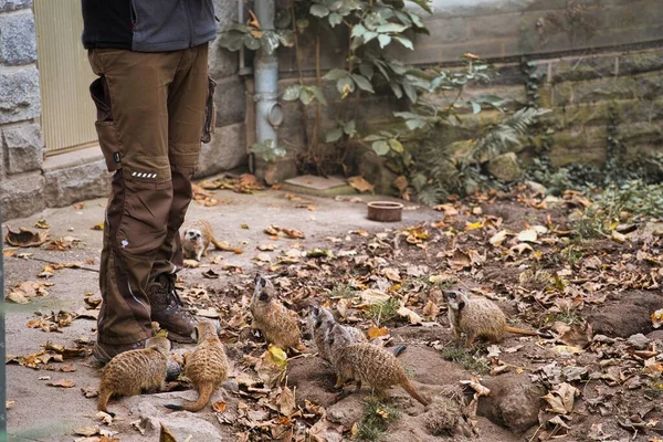 Travailleur Zoo Nourrit Foule Meerkats Suricata Suricatta Pendant Journée — Photo