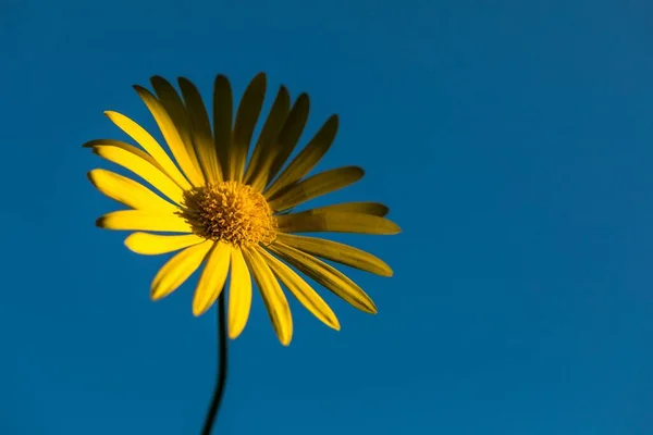Zbliżenie Zdjęcie Jasnożółtego Kwiatu Odizolowanego Błękitnego Nieba Tła Tapet — Zdjęcie stockowe