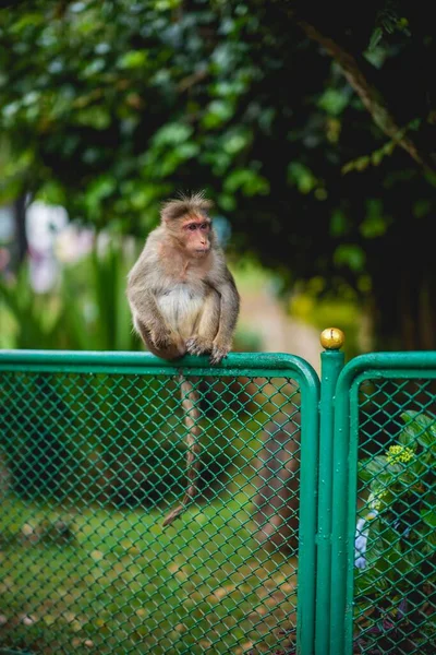 Foco Superficial Macaco Sentado Uma Cerca Verde Parque — Fotografia de Stock