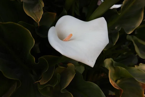 Closeup Uma Flor Arum Lírio — Fotografia de Stock
