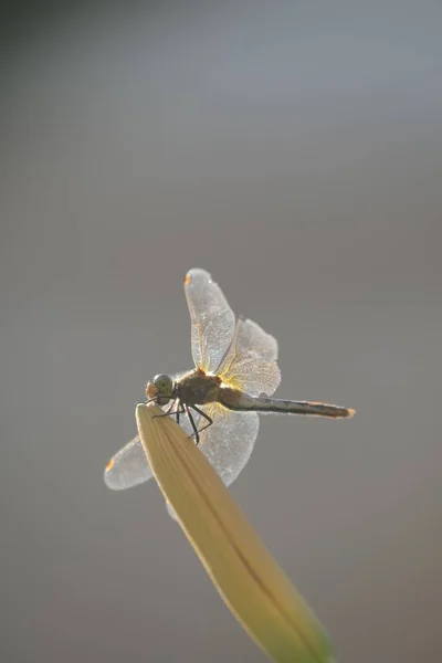 閉じた花の芽の上に白い翼を持つダムセルフライのクローズアップショット — ストック写真