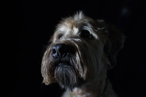 Closeup Portrait Soft Coated Wheaten Terrier Looking Away Black Background — Stock Photo, Image