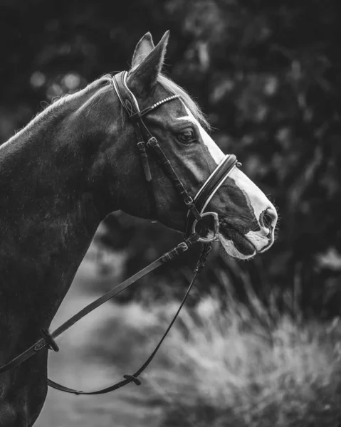 Uma Escala Cinza Retrato Uma Cabeça Cavalo Mare Com Freio — Fotografia de Stock