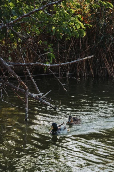 Tiro Vertical Belos Patos Nadando Uma Lagoa Parque — Fotografia de Stock