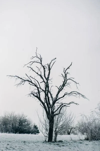 Ein Einsamer Kahler Baum Einem Schneebedeckten Feld Winter — Stockfoto