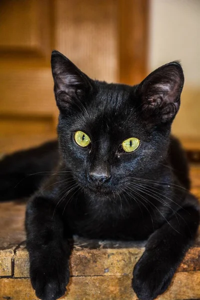 Крупный План Покоящегося Черного Кота Зелеными Глазами — стоковое фото